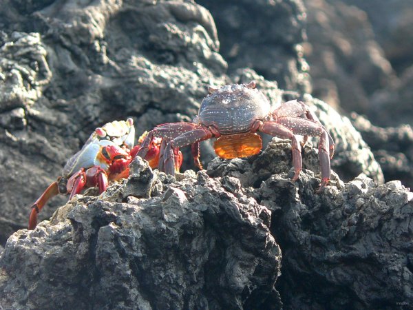45- Crabes rouges 